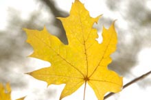 ����� ��������, ��� �� ���������