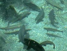 ������� ������������������� ����������� ����������� 25 ������� ������ ���� 