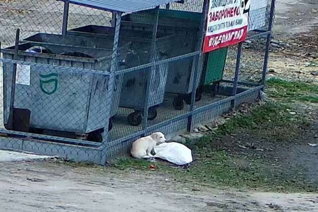 Цуценя в пакеті знайшли на смітнику в Дніпрі: щаслива історія порятунку