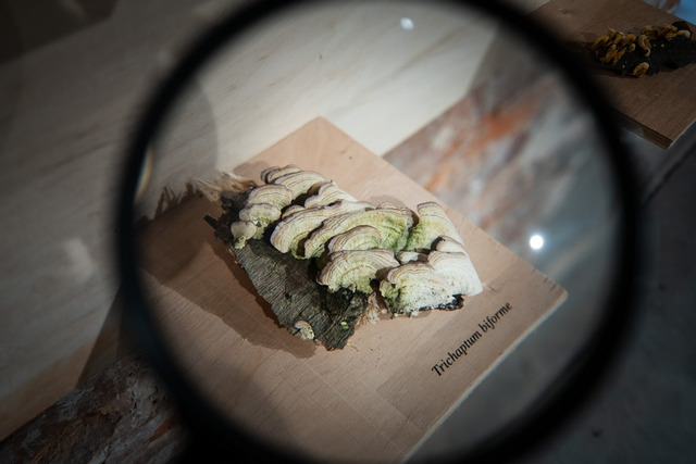 У центрі Дніпра з`явився дикий ліс