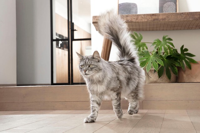 Як бренд Purina® змінює життя тварин в Україні?