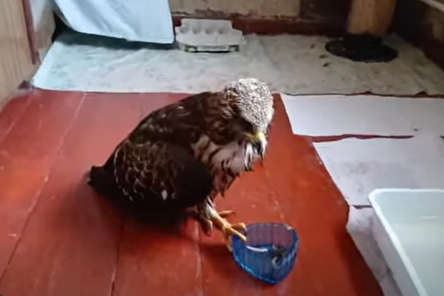 У Дніпрі рятують ще одного рідкісного птаха