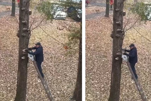 Приходять з драбинами: жителі Дніпра збирають на деревах величезні гриби