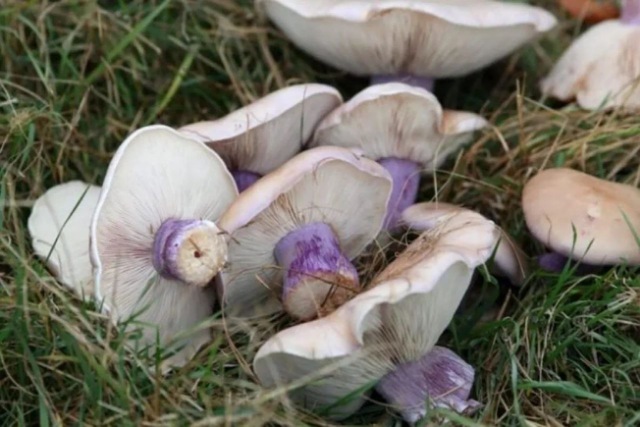 На Криворіжжі 10-річна дівчинка потрапила до лікарні після отруєння грибами