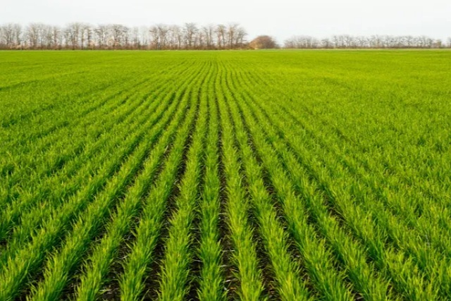 У Днепровского аграрного университета хотели отобрать 1,5 тысяч гектаров земель