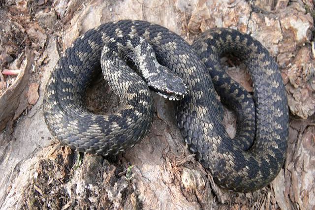 В теплый ноябрь на Днепропетровщине активны гадюки