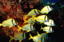 �� ��� ������� ������� ������������ �����-��������� �7 �������� � ������� ������� �������� 