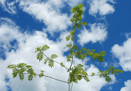 � ���������������� ���������� ������ ��������� �������� � ���������� ������� ����������