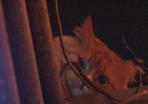 ���������������� ��������� ������� ����, ������� ����� ����� �� ��� ������ � ������� ��������