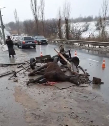 Потасовка с ножами и битами в Кривом Роге: сбитая лошадь, ромы и евробляхеры