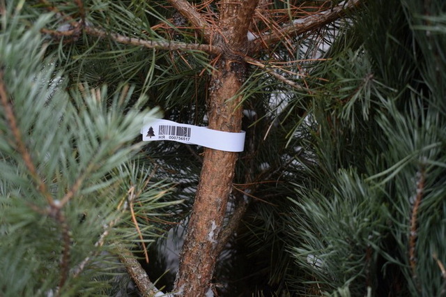 Где искать елки в Каменском?