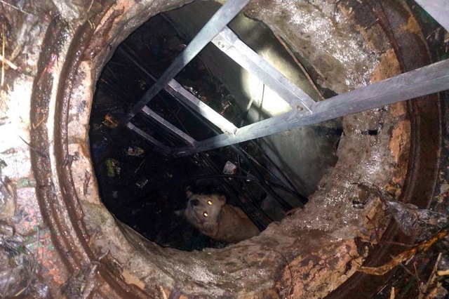 У Кам’янському врятовано собаку, який потрапив у відкритий комунікаційний колодязь