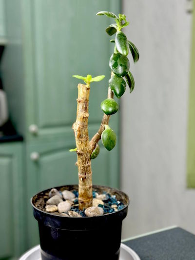 В Днепре оживили артефакт, подобранный с места вражеского обстрела