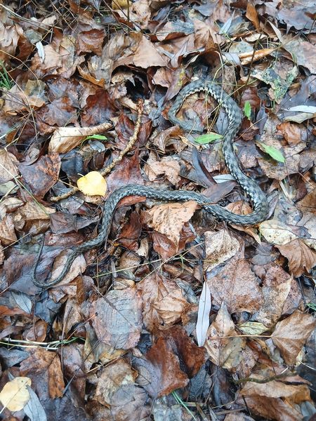 Из-за теплой зимы змеи не впали в спячку