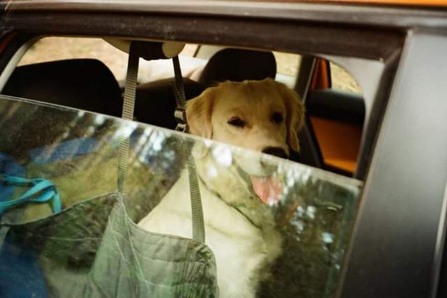 Украина синхронизировала законодательство о благополучии животных с правилами ЕС: решение Рады