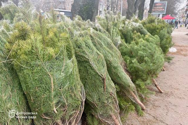 Новий рік за будь-які гроші: що ховається за ціною ялинок у Дніпрі