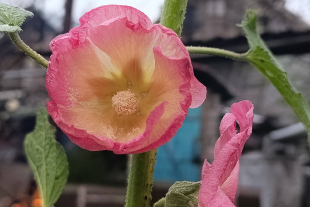 На Різдво у саду дніпрянки розцвіла мальва