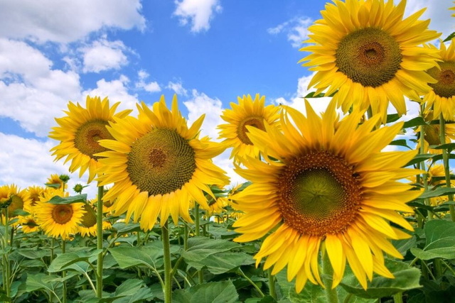 �� ���������������� ������� �� ���������� ������ ��������� ������������: ������ ��� ���� ���